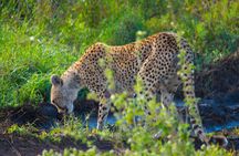 4 Days Lodge Safari
