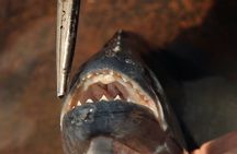 Piranha fishing experience in the Amazon jungle
