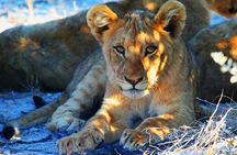 Etosha Express Safari 3 Days / 2 Nights 