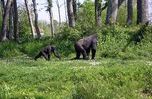The Dja Biodiversity Reserve Safari 7Days/ 6 Nights