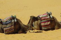 Camel riding Adventure at Great Oriental Erg 7Days/ 6 Nights
