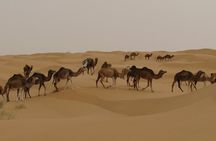 Camel riding Adventure at Great Oriental Erg 7Days/ 6 Nights
