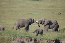  6 Days /5 Nights Adventure in Masai Mara,Lake Nakuru, Amboseli