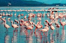  6 Days /5 Nights Adventure in Masai Mara,Lake Nakuru, Amboseli
