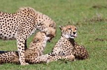  6 Days /5 Nights Adventure in Masai Mara,Lake Nakuru, Amboseli