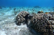 Snorkel In Cozumel! Boat Tour & Snorkel at 3 different Reefs 