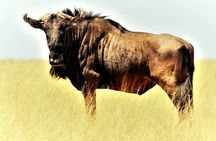 2 days explore to Tarangire Park, Ngorongoro and Lake Manyara (Comfort plus)