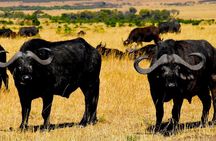 2 days explore to Tarangire Park, Ngorongoro and Lake Manyara (Comfort plus)