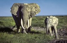  6 Days /5 Nights Adventure in Masai Mara,Lake Nakuru, Amboseli