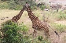 Haller Park Tour observing hippos, giraffes, birds, monkeys, crocs & others