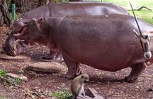 Haller Park Tour observing hippos, giraffes, birds, monkeys, crocs & others
