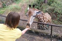 Haller Park Tour observing hippos, giraffes, birds, monkeys, crocs & others