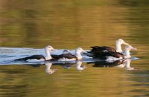 Corroboree Billabong Wetland Cruises - 1.5 hour Morning cruise