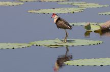 Corroboree Billabong Wetland Cruises - 1.5 hour Morning cruise