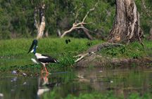 Corroboree Billabong Wetland Cruises - 1.5 hour Morning cruise