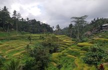 Bali Tour: Ubud Most Popular Place