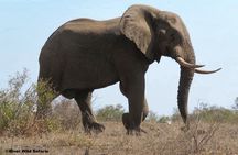 Game Drive (AM / PM) - Zambezi National Park - River Wild Safaris