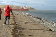Shore Excursion: Magellan Penguins Natural Reserve in Magdalena Island from Punta Arenas