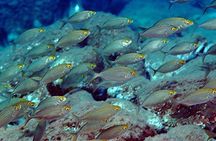 Diving for certified divers with PADI 5* Diving Resort - Taormina