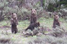 Grand Teton National Park - PRIVATE Sunrise Tour from Jackson Hole