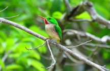 7 Hour- Private Nature Tour of the Monte Plata Rainforest