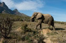 South Africa - 5 Day Garden Route & Addo Adventure & Accommadation 