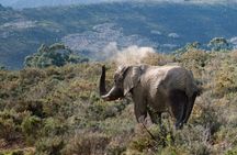 South Africa - 5 Day Garden Route & Addo Adventure & Accommadation 
