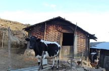 Singalila Ridge Trek from Darjeeling - 6 Days 