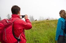 Canmore: Wilderness & Wildlife Tour - 2hr Walk 