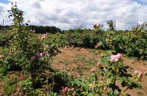 Private Access Rose Festival Kazanlak 06-08.06.2025