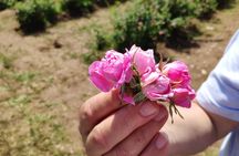Private Access Rose Festival Kazanlak 06-08.06.2025
