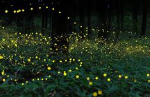 2D1N Cameron Highlands, Batu Caves, Ipoh, Kuala SelangorFireflies
