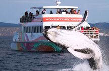 World class Whale Watching from Hervey Bay