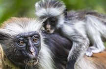 Dolphin Adventure, Salaam Cave Tour, Jozani Monkey Tour, The Rock