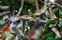 Dolphin Adventure, Salaam Cave Tour, Jozani Monkey Tour, The Rock