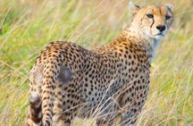 5 Days Lodge Safari.
