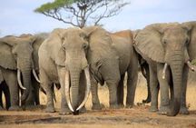 7-Day Private Safari to Amboseli National Park and Masai Mara