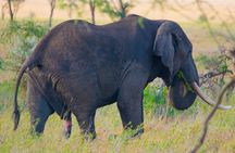 6 Days Lodge Safari.
