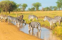 6 Days Lodge Safari.