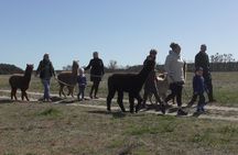 Alpaca hike in the Barnimer Feldmark