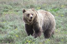 Grand Teton National Park - PRIVATE Sunset Tour from Jackson Hole