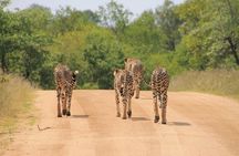 Big 5 Safari and Route 62 from Cape Town 3 Days/2Nights ( Comfort Plus)