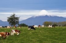 Shore Excursion: Osorno Volcano Private Tour from Puerto Montt