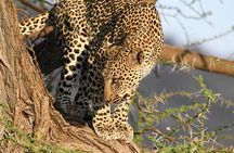 3days Masai Mara private safari with a 4x4 land cruiser Jeep