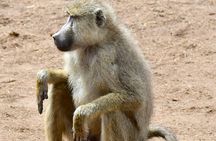 3days Masai Mara private safari with a 4x4 land cruiser Jeep