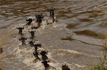 3days Masai Mara private safari with a 4x4 land cruiser Jeep