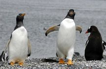 Penguin colony in Ushuaia