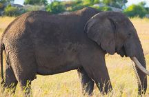 7 Days Lodge Safari.