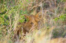 7 Days Lodge Safari.