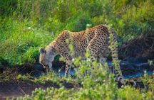 7 Days Lodge Safari.